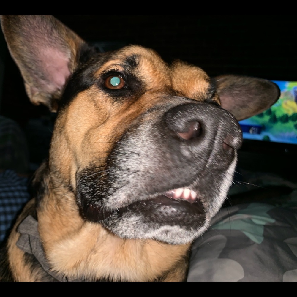 Meet your Posher, Glee